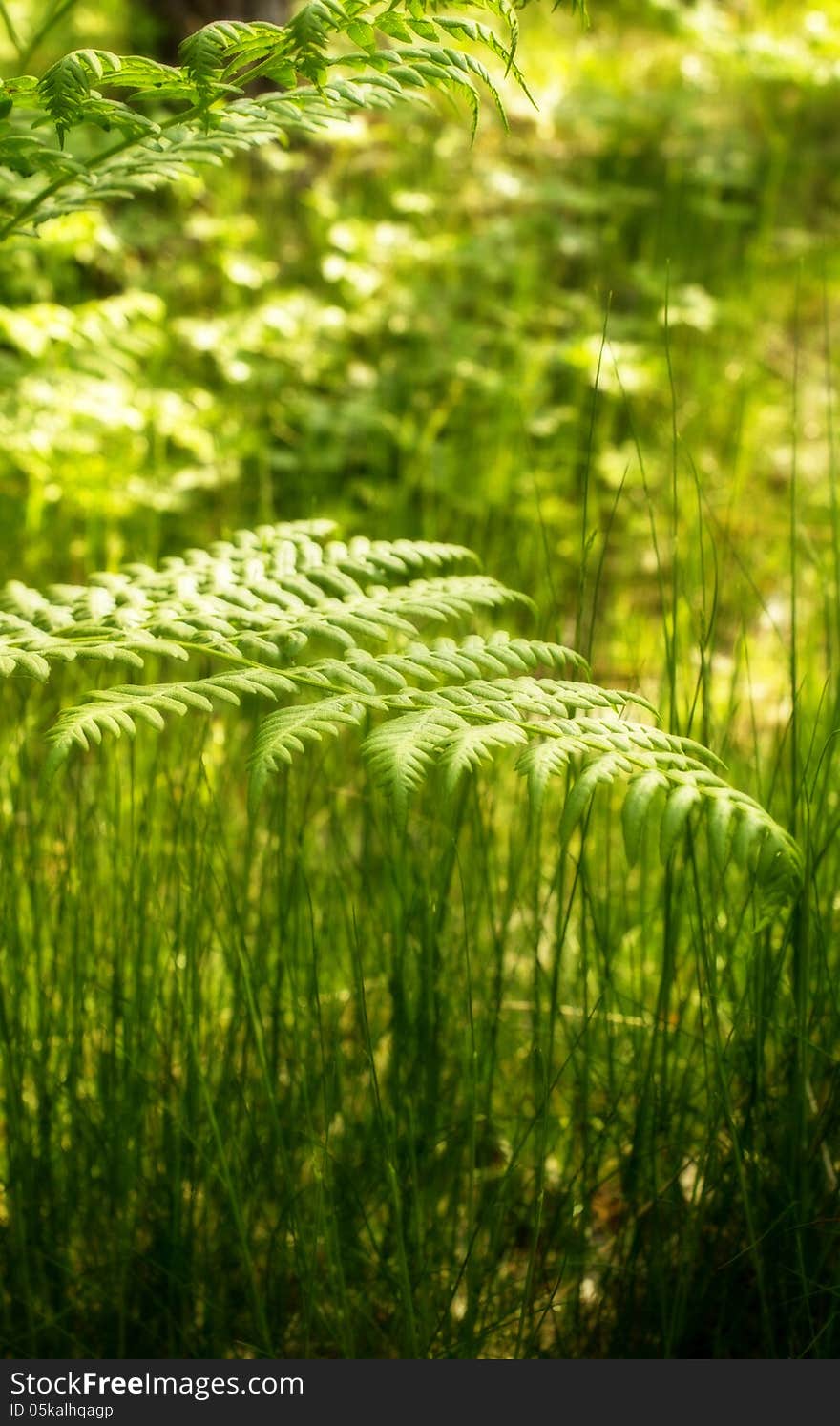 Fern in the forest,morning light and orton effect