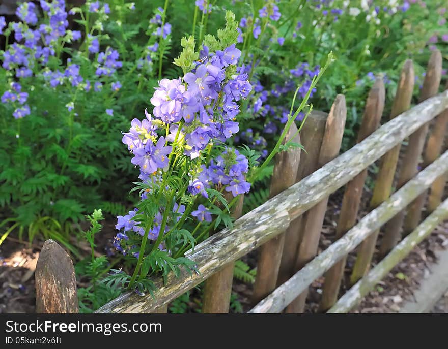 Fence with flowers