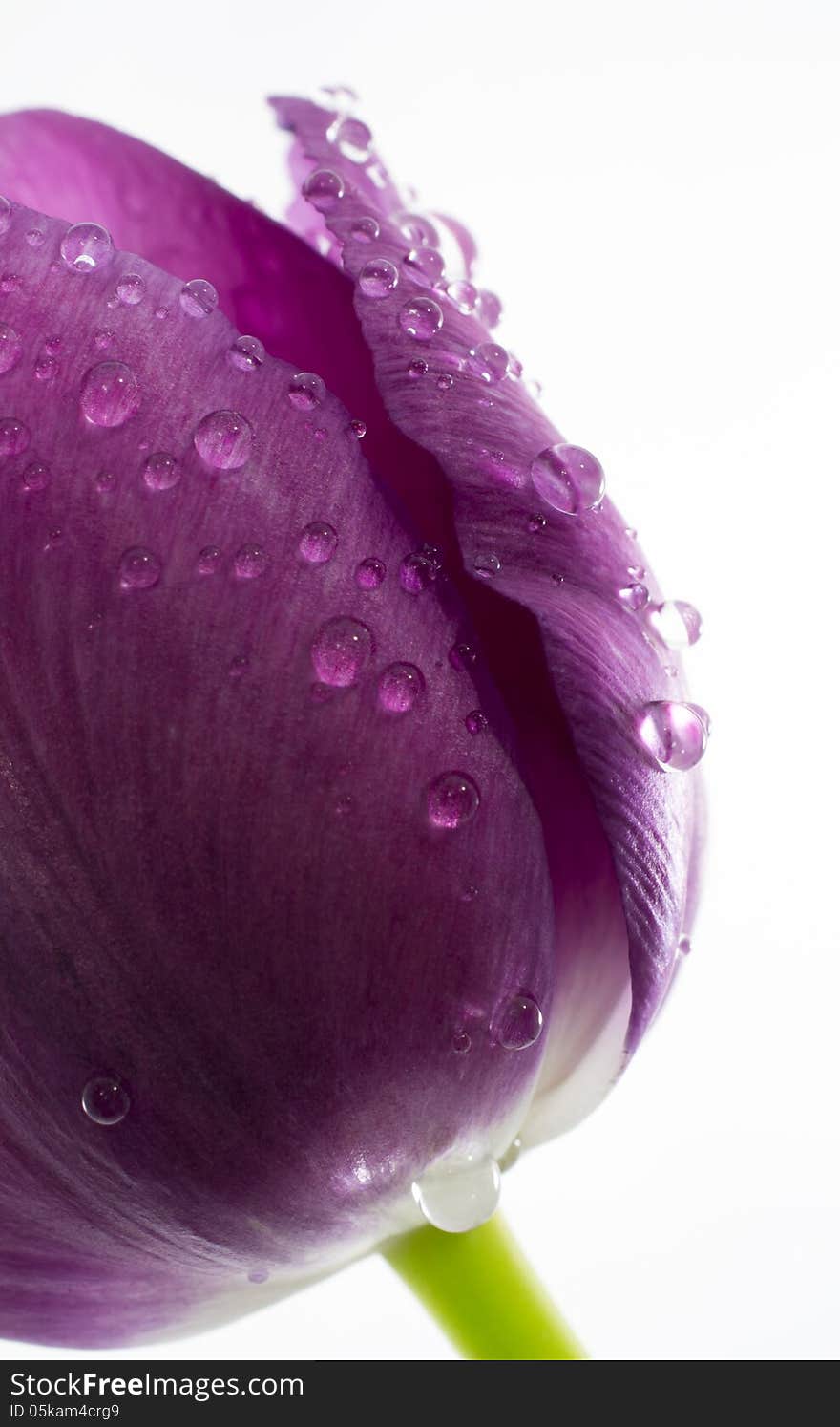 Wet Tulip