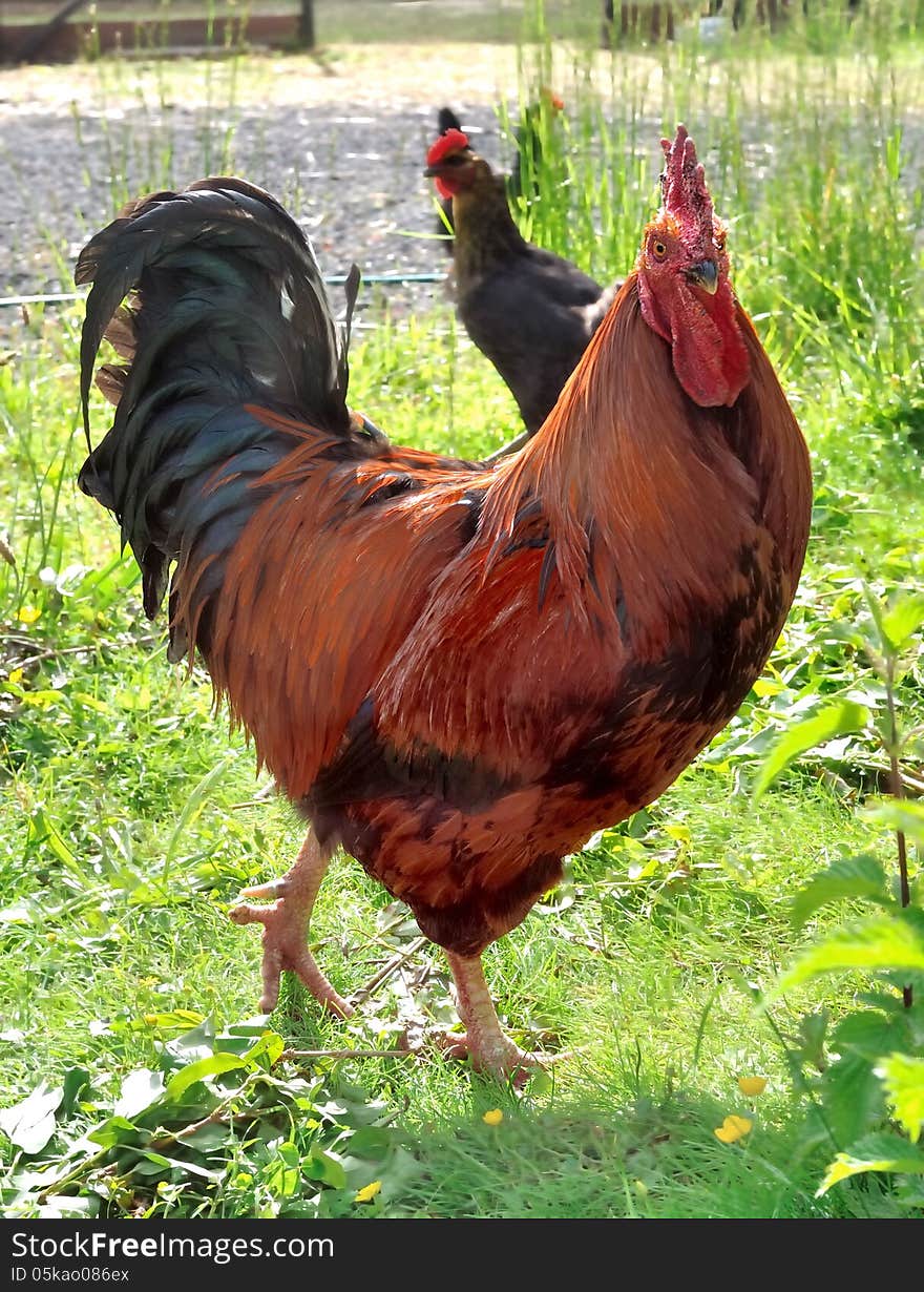 Closeup on abeautiful colored rooster. Closeup on abeautiful colored rooster