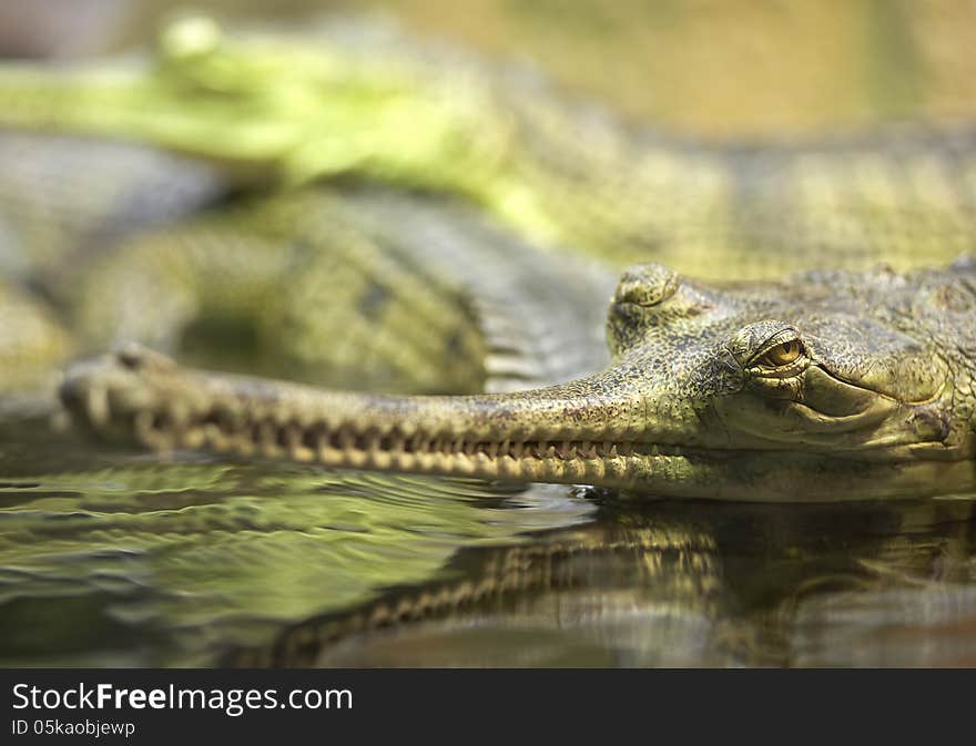 Long-nosed crocodile lying at water. Endangered species. Horizontal position. Long-nosed crocodile lying at water. Endangered species. Horizontal position.