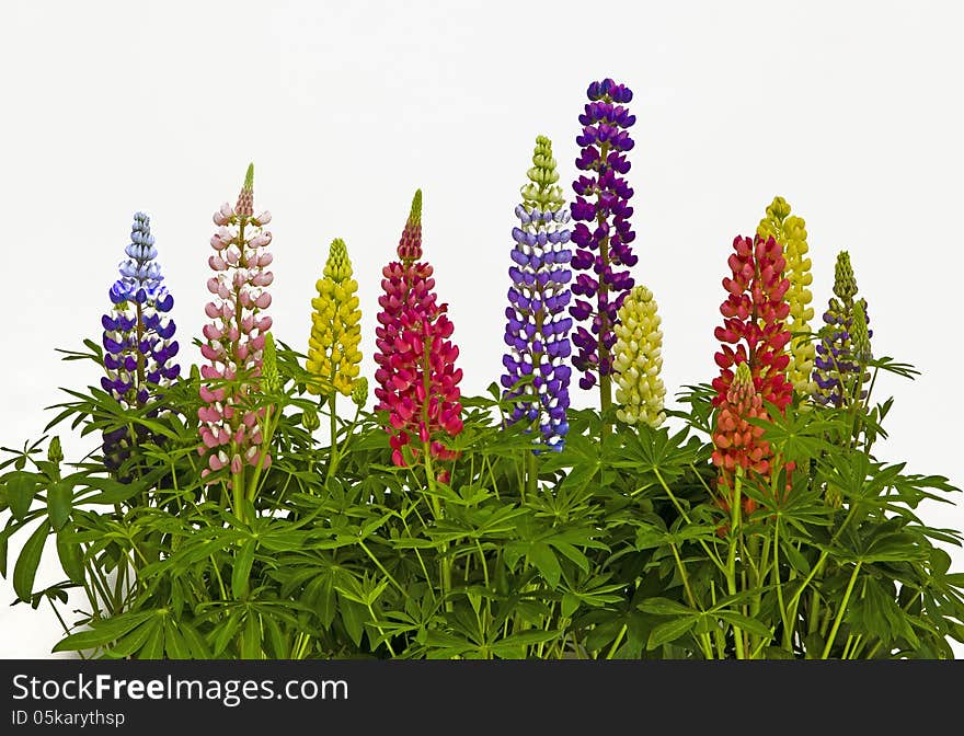 View of multi coloured Lupins on a plain background