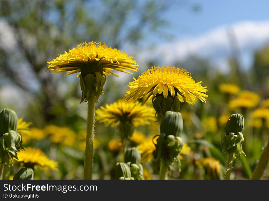 Sammer landscape on a glade from dandelions