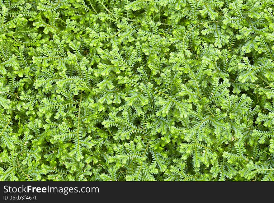 Selaginella kraussiana ( Trailing Selaginella ) small plant with creeping stems forms dense mats of green foliage. Selaginella kraussiana ( Trailing Selaginella ) small plant with creeping stems forms dense mats of green foliage