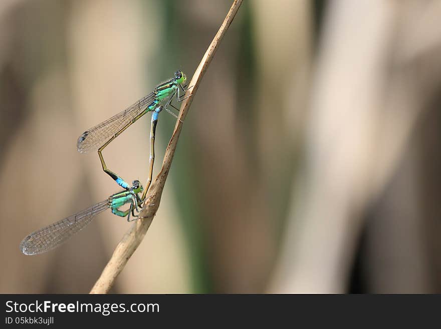 Photograped damesflies which copulate in a waterside. Photograped damesflies which copulate in a waterside.