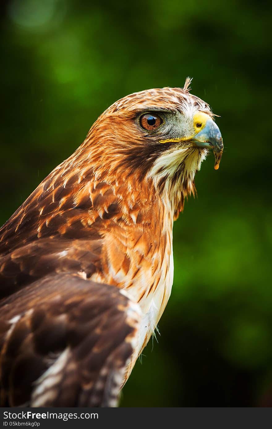 Buzzard