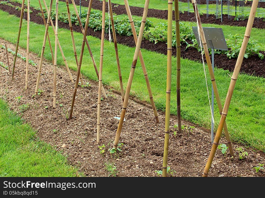 Backyard garden with the start of pole beans