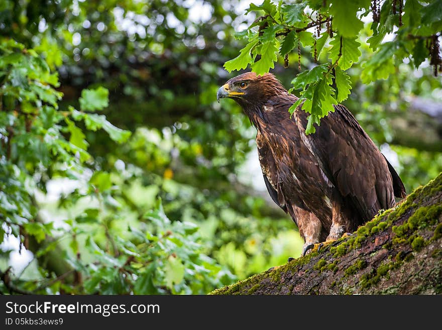 Steppe eagle in a tree waiting for a flight