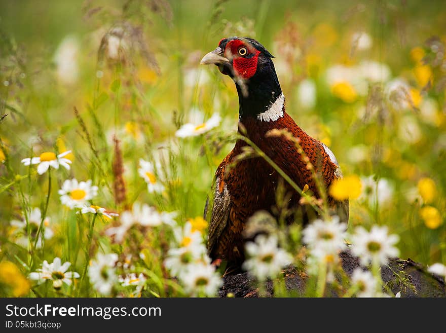 Pheasant hiding in the grass