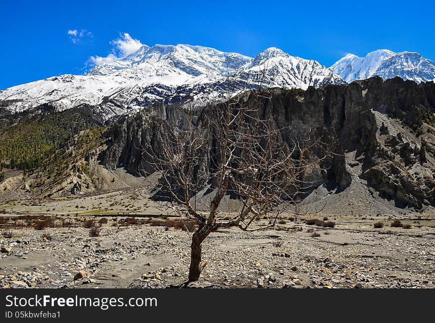 Dry tree and Himalayas mountain range background, Nepal