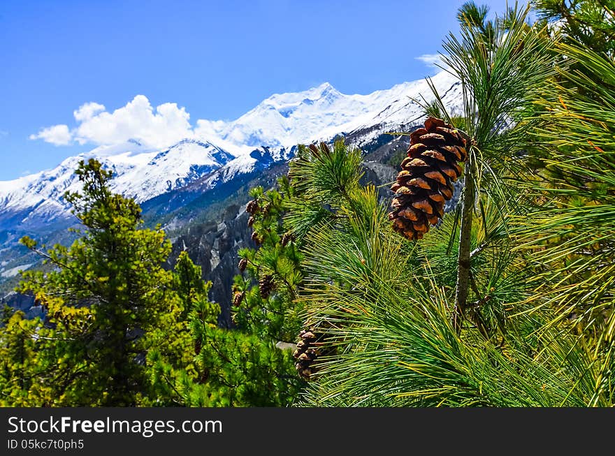 Cone on the tree with winter mountain peaks background