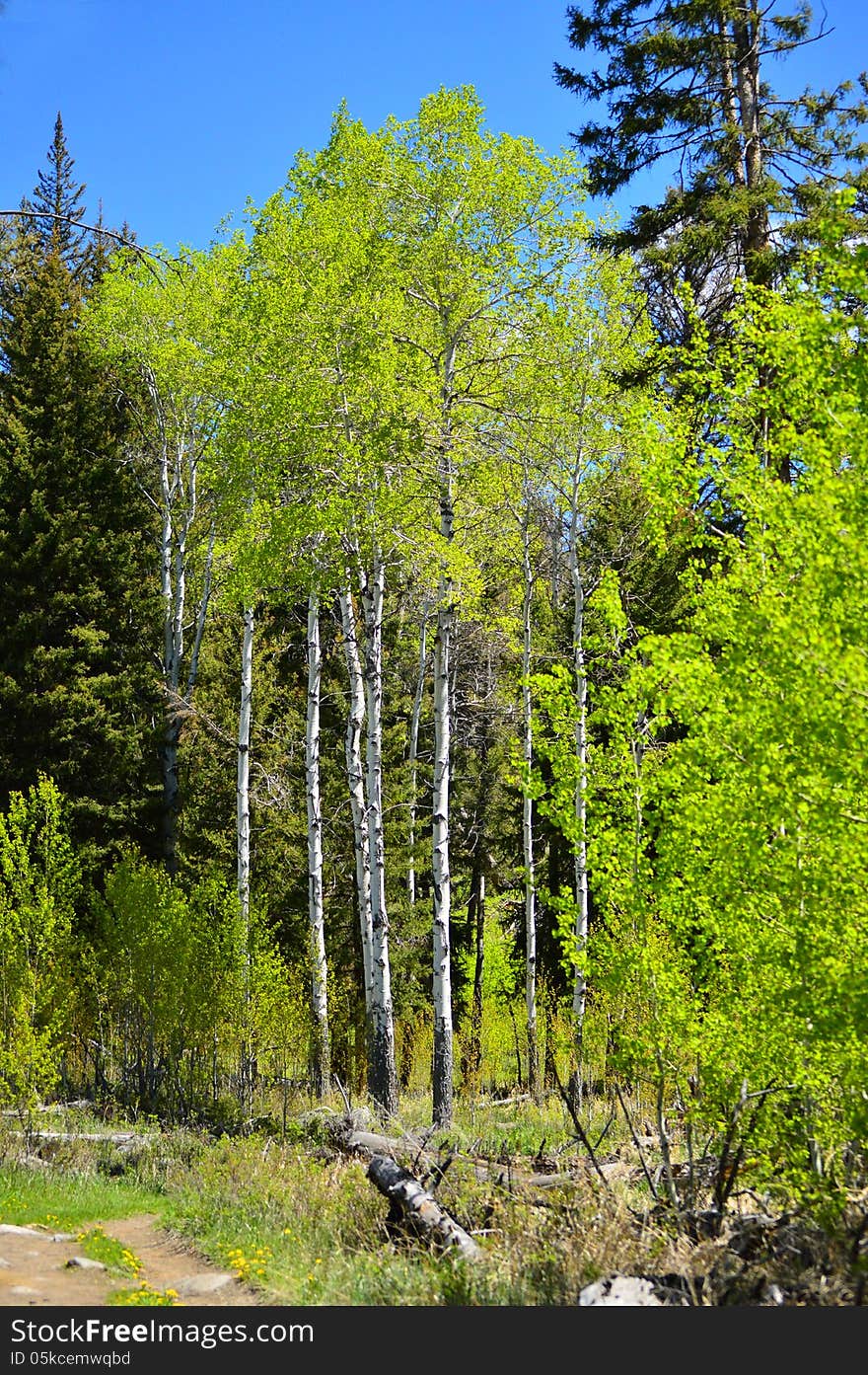 A grove of aspens on a trail during a hike. A grove of aspens on a trail during a hike