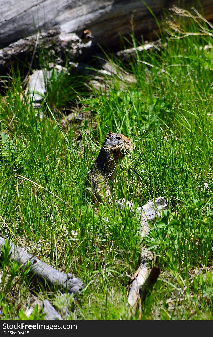 A ground squirrel gathering material for it's nest