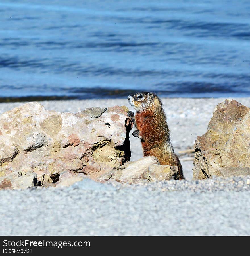 A marmot stands by it's den by a lake. A marmot stands by it's den by a lake