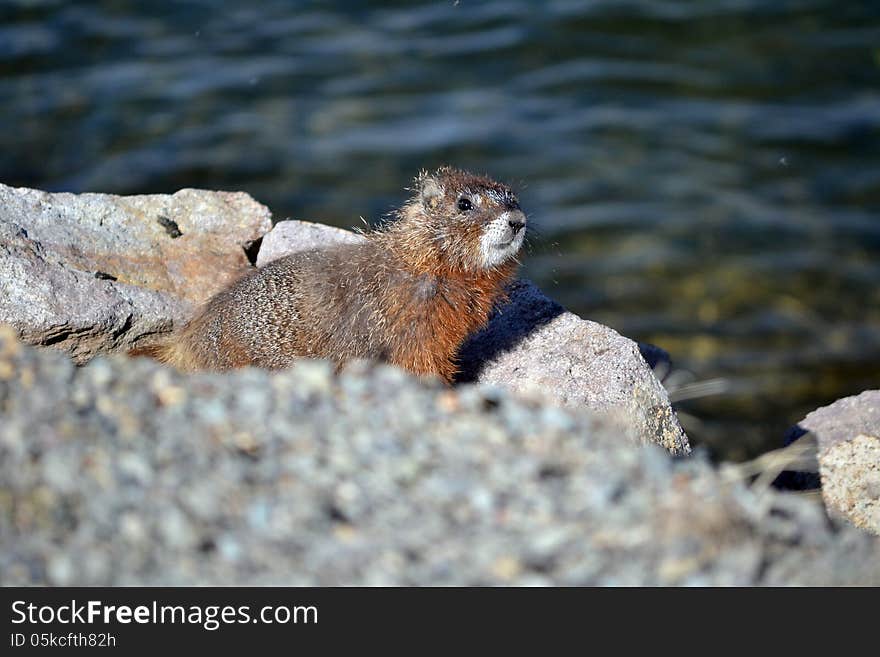 A marmot sits by it's den by a lake. A marmot sits by it's den by a lake