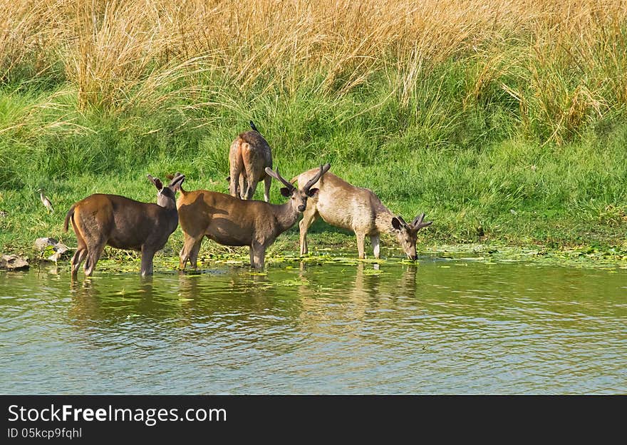 A sambhers was drinking water while two noticed a tiger near them and get alert. A sambhers was drinking water while two noticed a tiger near them and get alert