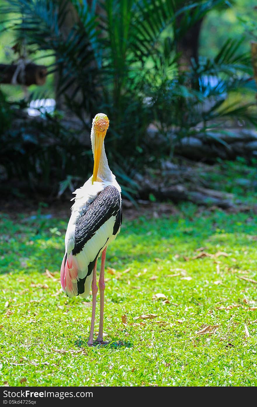 A bird stands still cleaning its feather. A bird stands still cleaning its feather