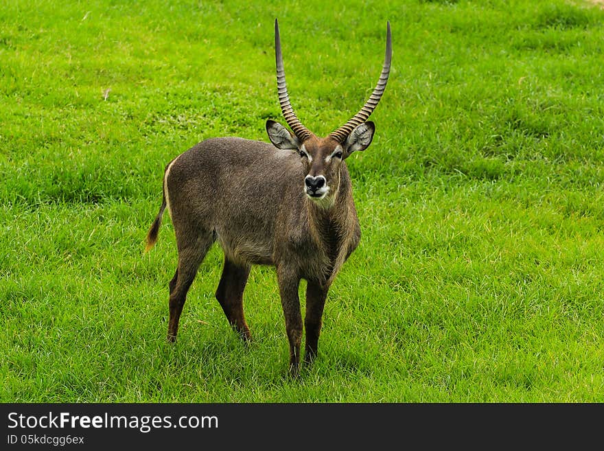 A brow antlered deer stands still in a green grass fields