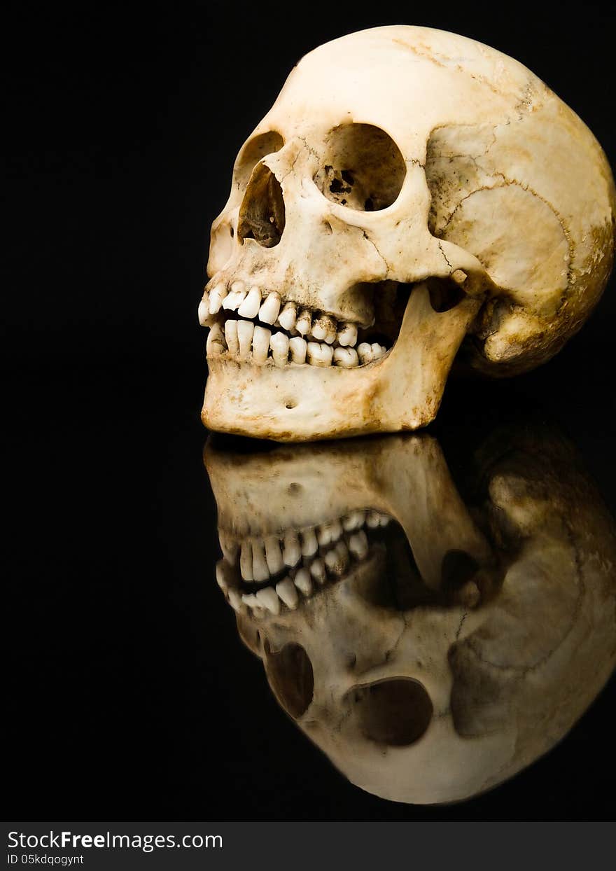 Partly front and side view of a human skull with a mirror image on a black background. Partly front and side view of a human skull with a mirror image on a black background