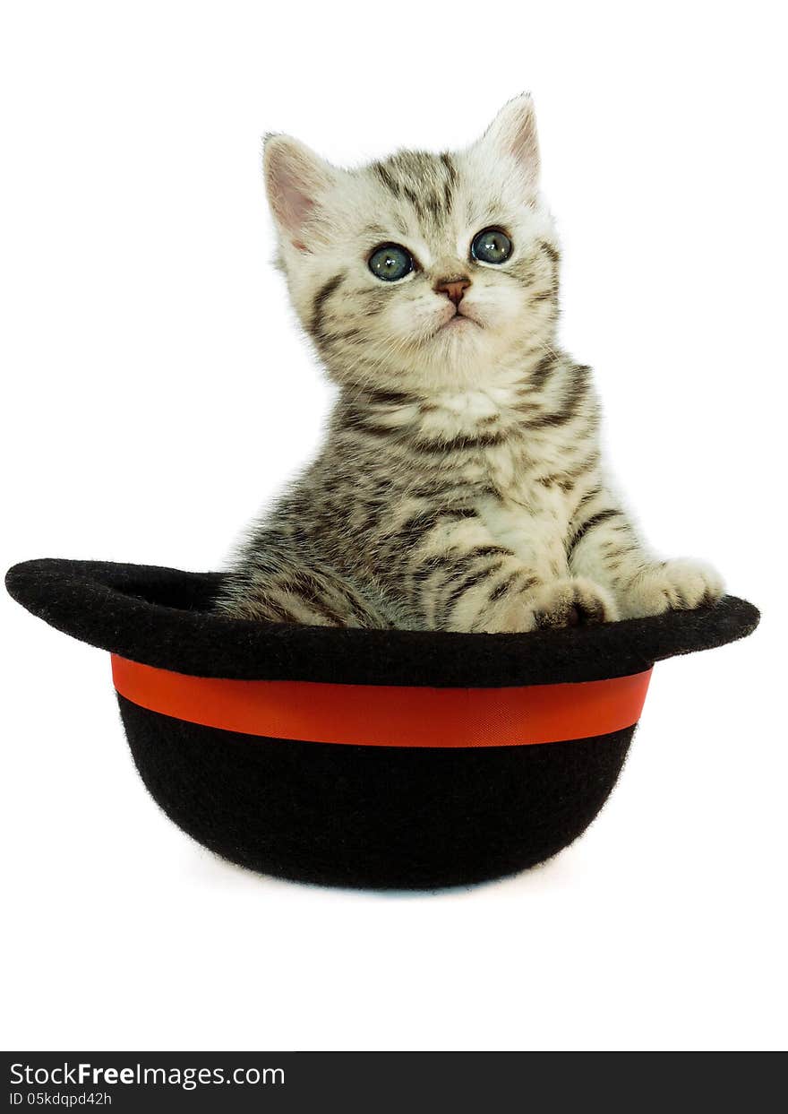 Kitten british short hair black silver tabby spotted in a hat