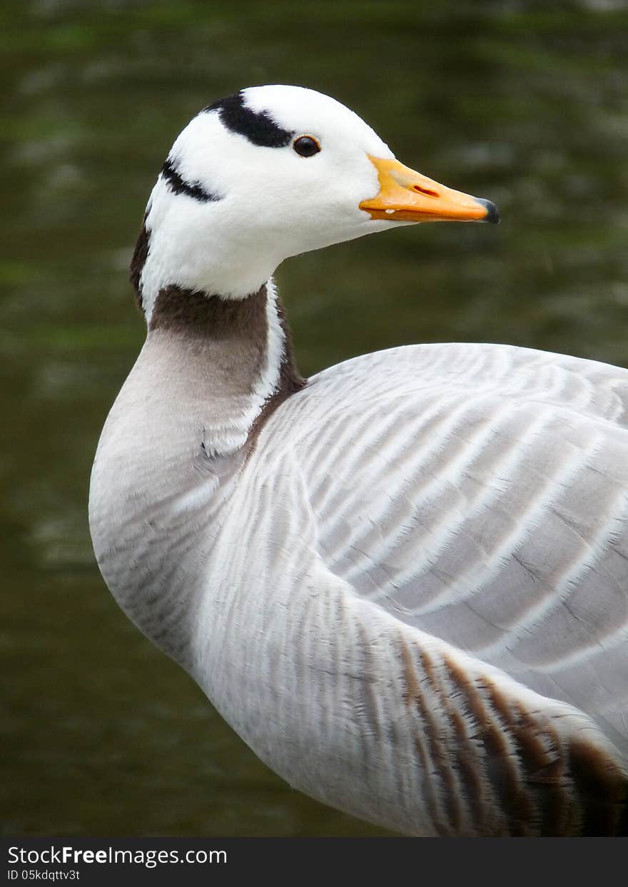 Indian goose with a water background