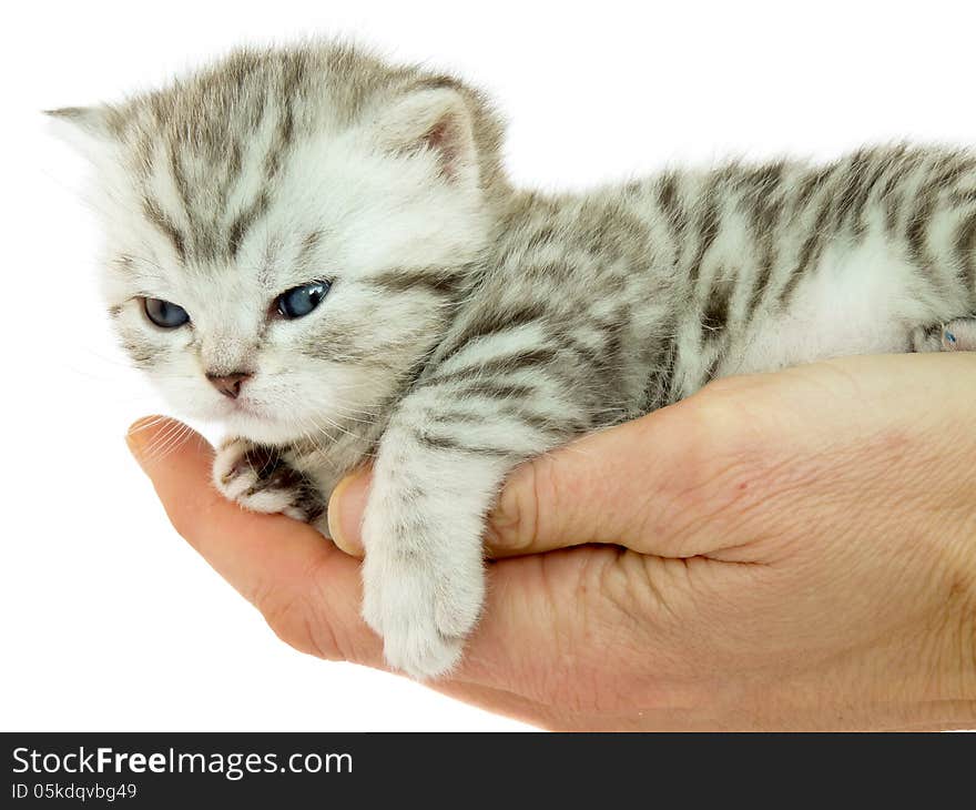 Kitten british short hair black silver tabby spotted ,10 weeks, lying on a hand