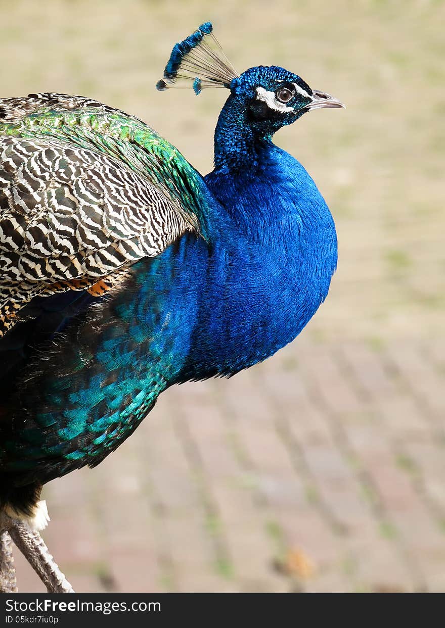 Male peacock walking on stones, showing side view