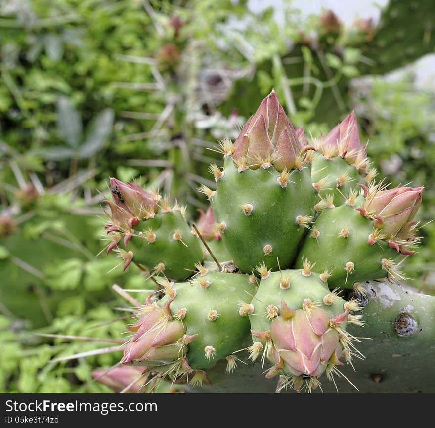 Opuntia ficus in a garden