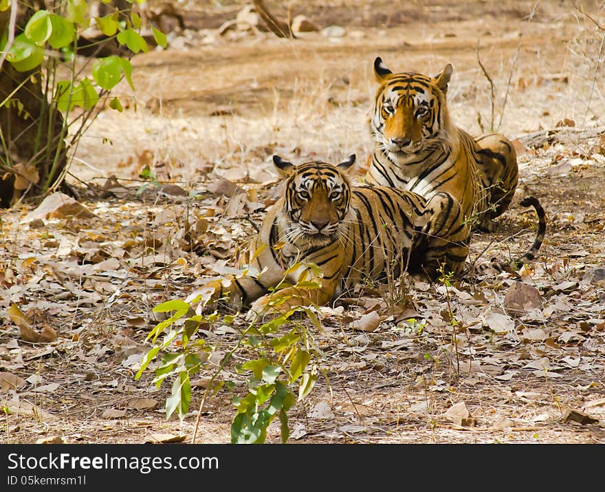 Male and female tigers ready for mating. Male and female tigers ready for mating