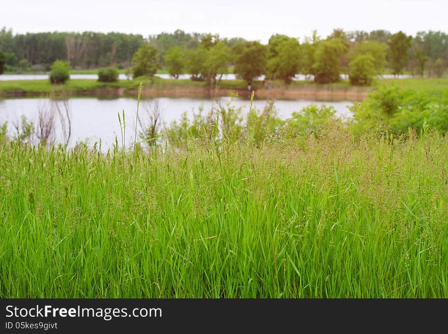 Beautiful summer landscape