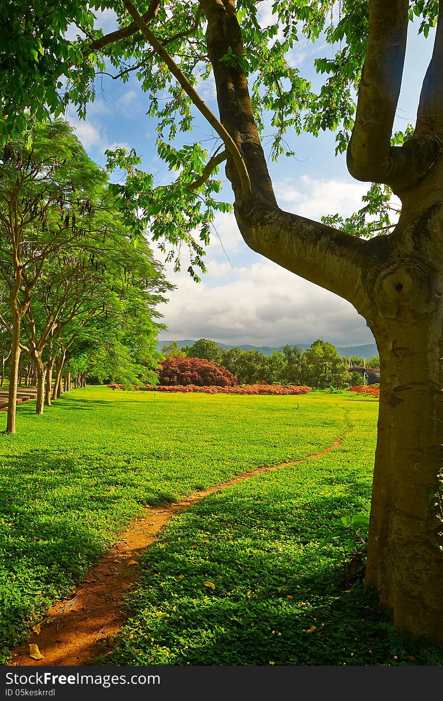 The path on the lawn