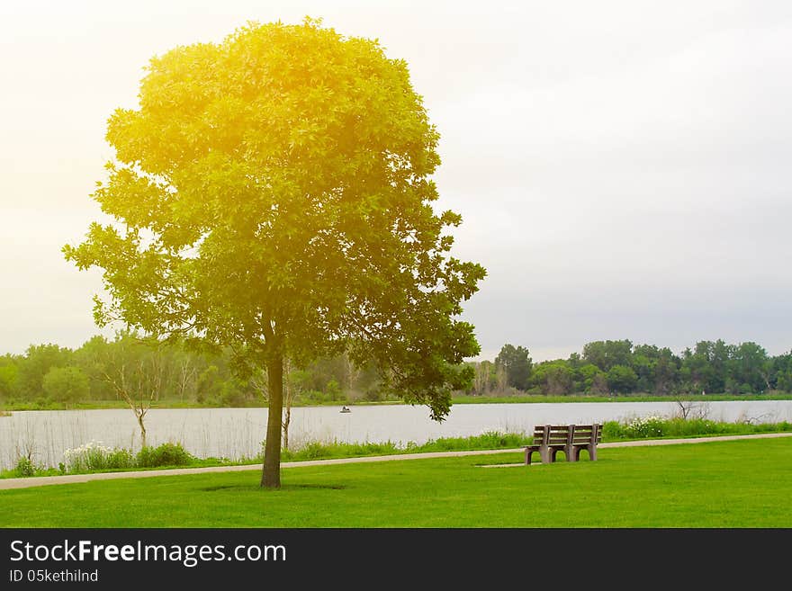 A single tree standing alone with the bench. A single tree standing alone with the bench