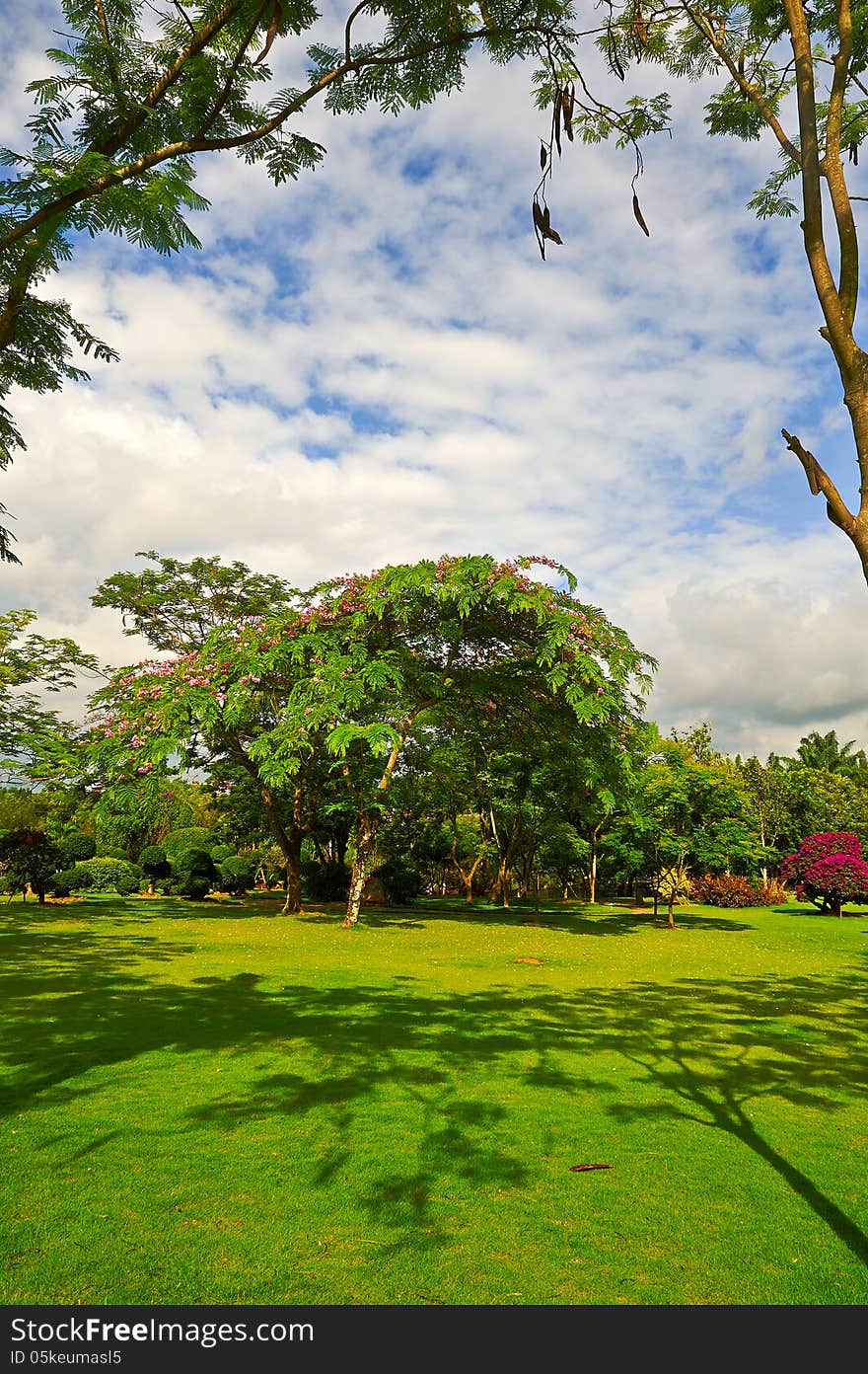 The bloom flowers of trees