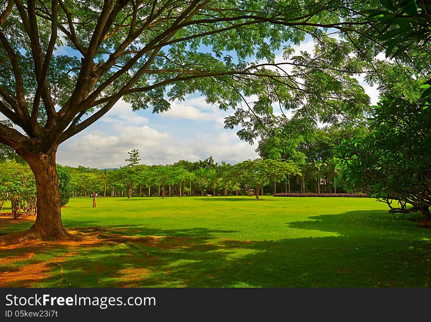 The scenery under big tree