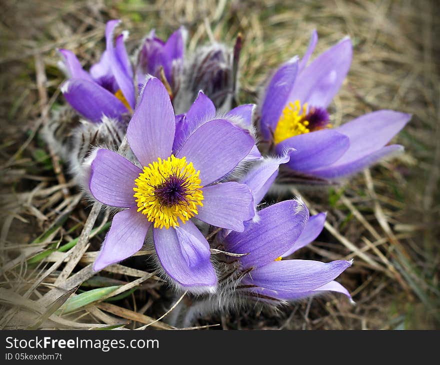 Pasqueflower