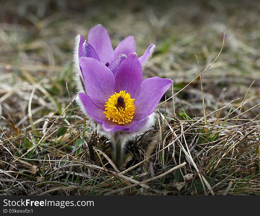 Pasqueflower (pulsatilla vulgaris), which blooms in early spring