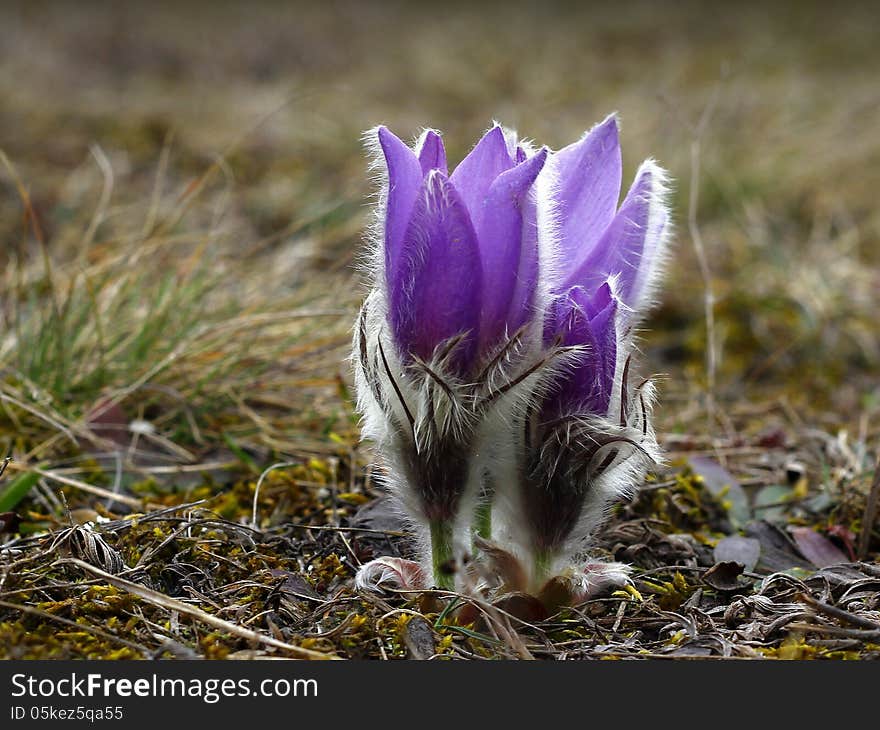 Pasqueflower (pulsatilla vulgaris), which blooms in early spring