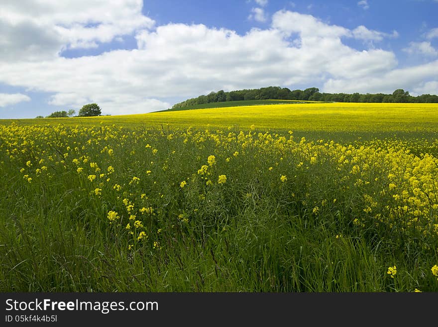 Vibrant colour in large field on farmland. Vibrant colour in large field on farmland