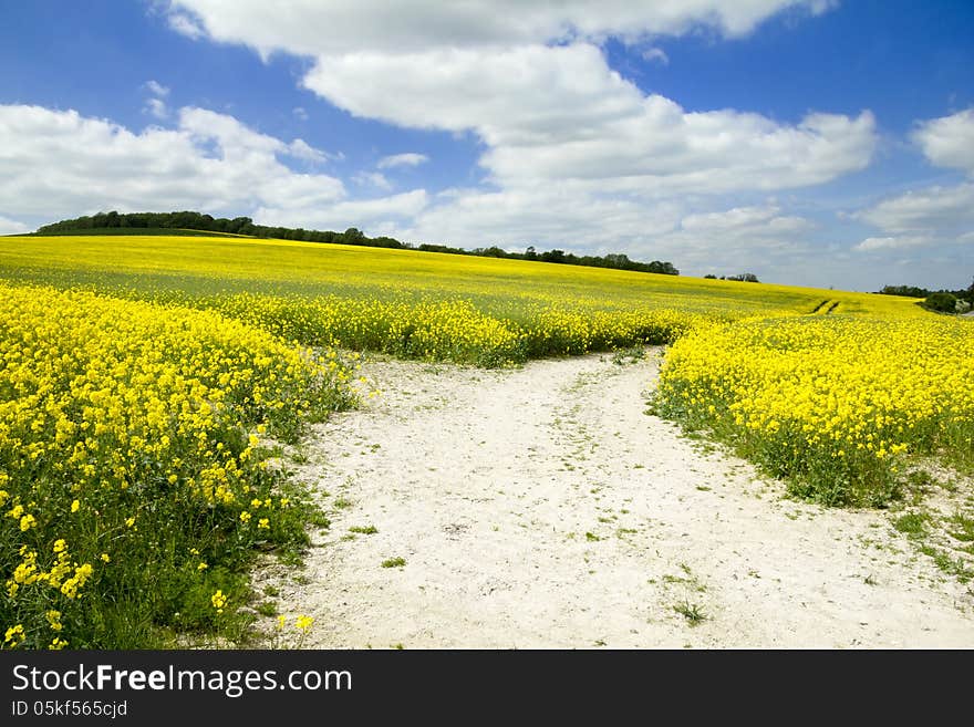 Chalk Path And Farmland