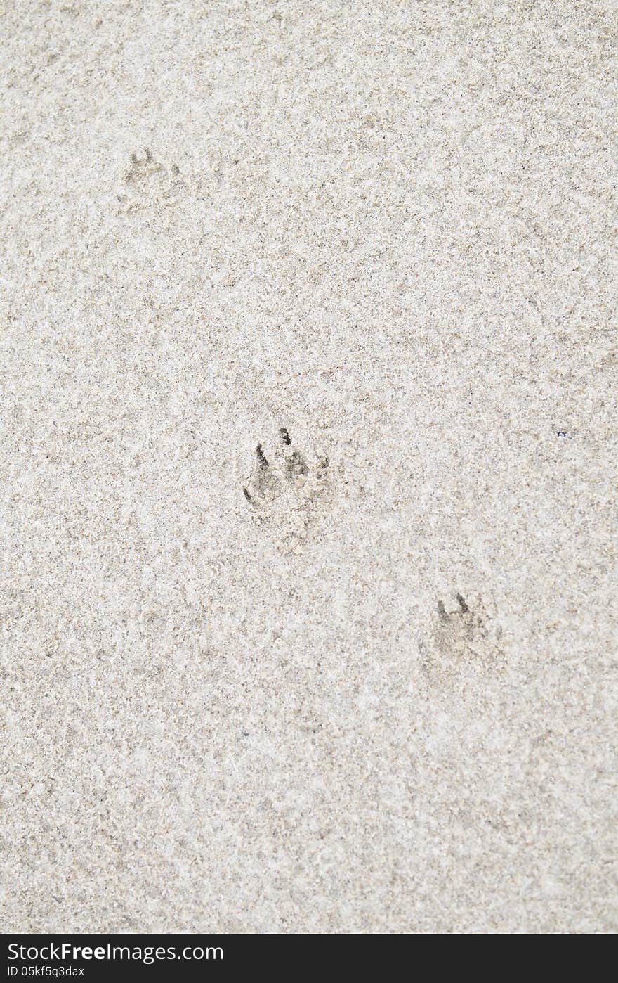 Dog Footprint on Sandy Beach