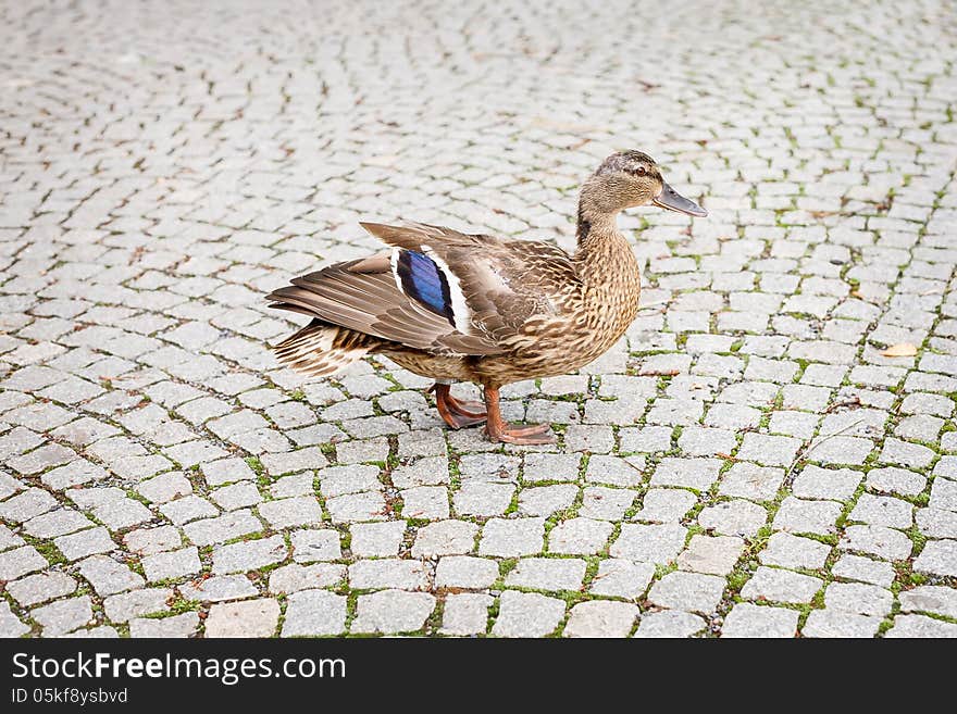 Duck walking on the tiled floor.