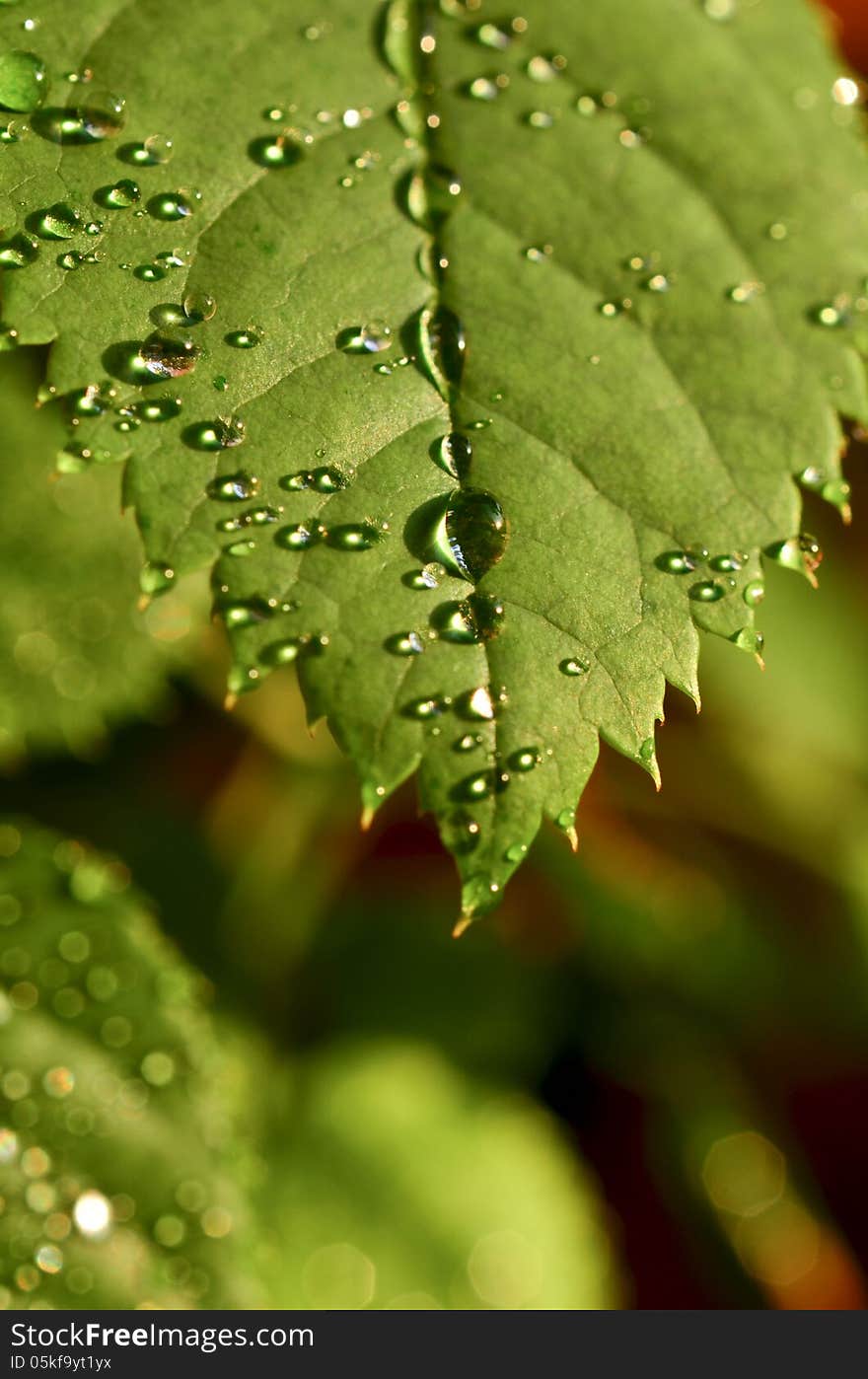 Crystal drops of dew glistening in the morning sun. Crystal drops of dew glistening in the morning sun