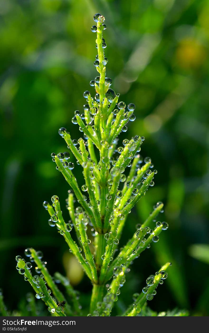 Crystal drops of dew glistening in the morning sun. Crystal drops of dew glistening in the morning sun