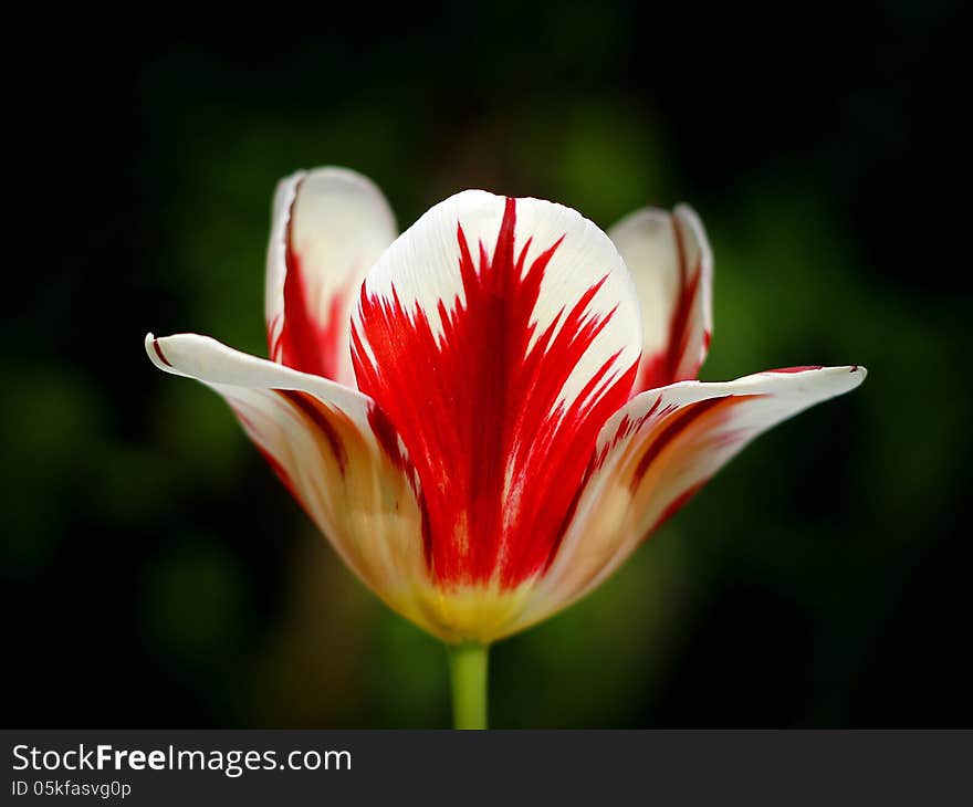 Tulip