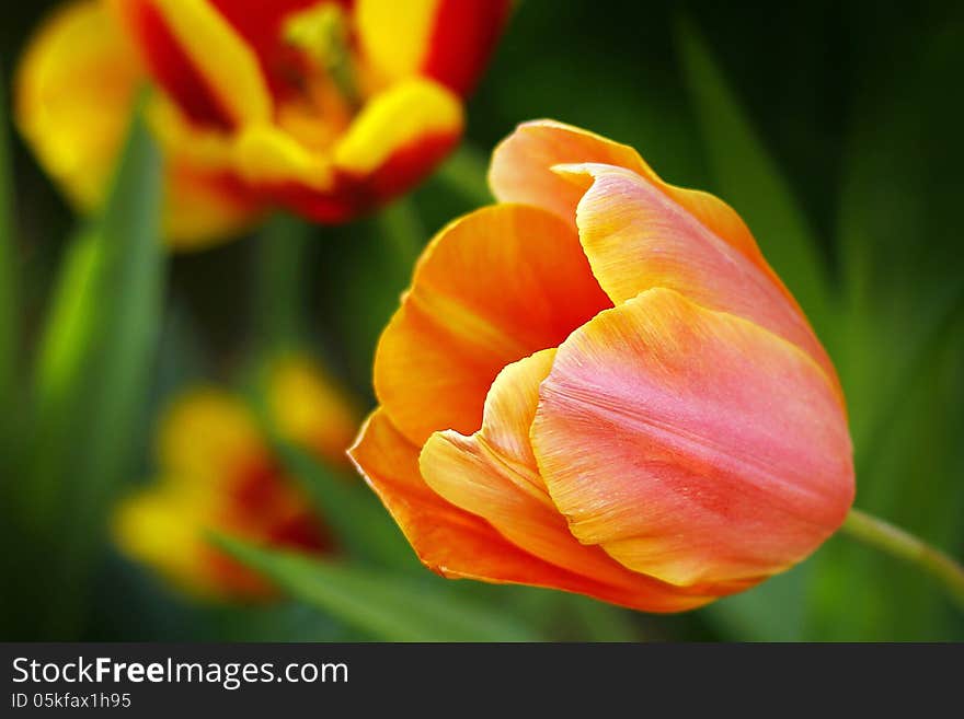 Tulip