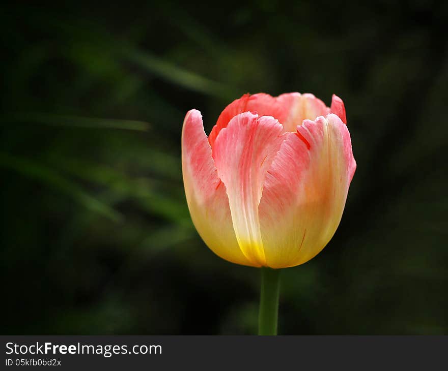 Beautiful spring tulip flowers in colorful garden