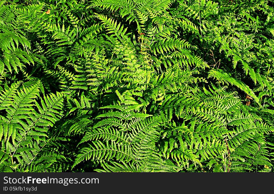 Ferns.