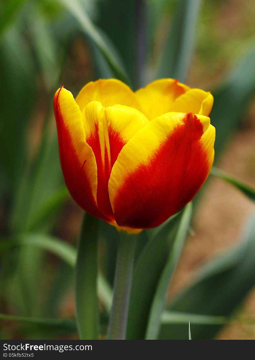 Tulip