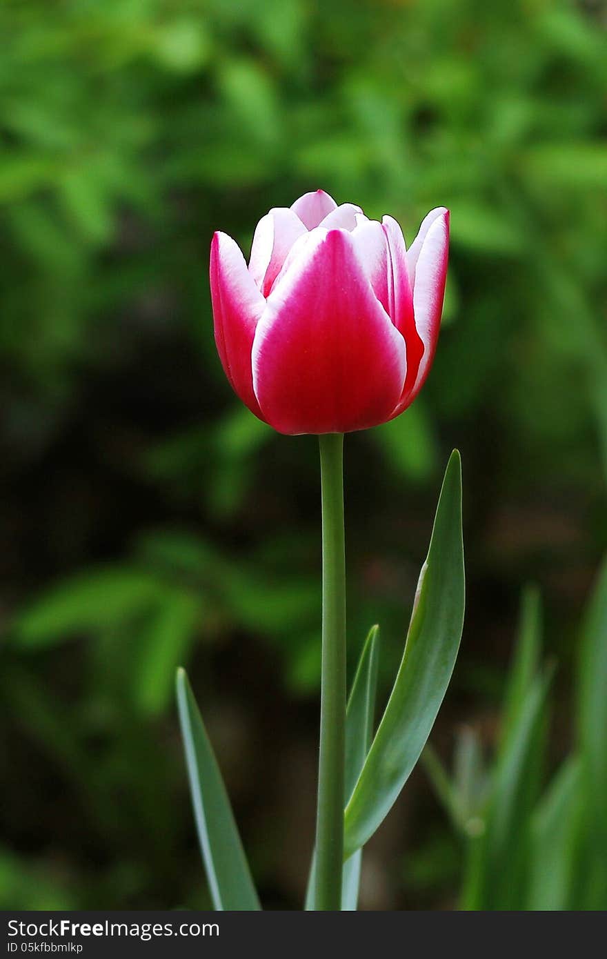 Beautiful spring tulip flowers in colorful garden