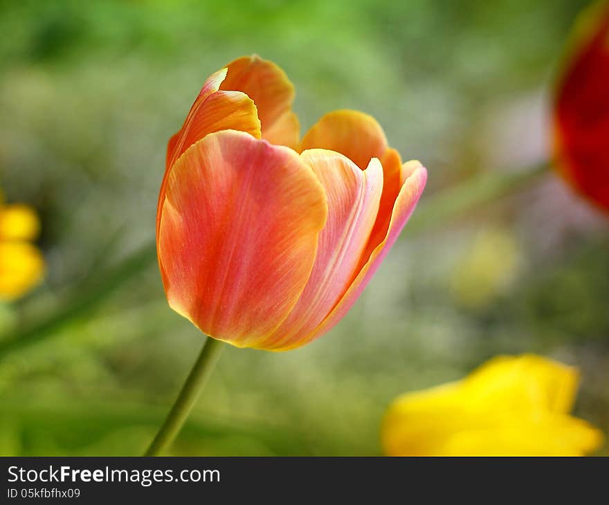 Beautiful spring tulip flowers in colorful garden